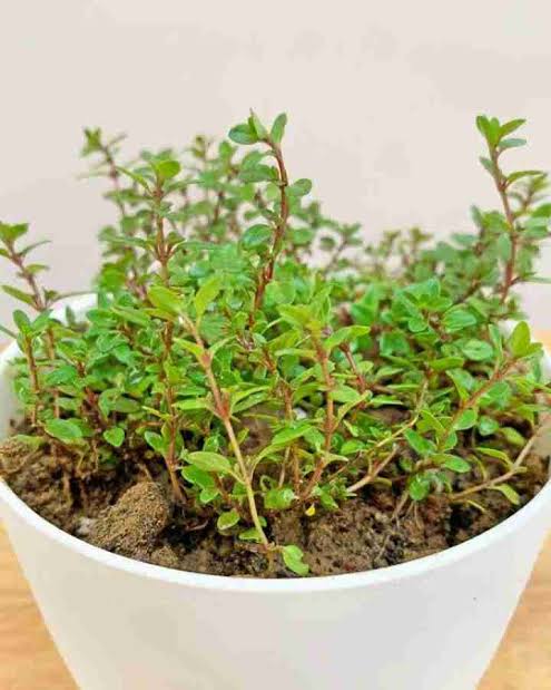 Thyme medicinal use in different ways