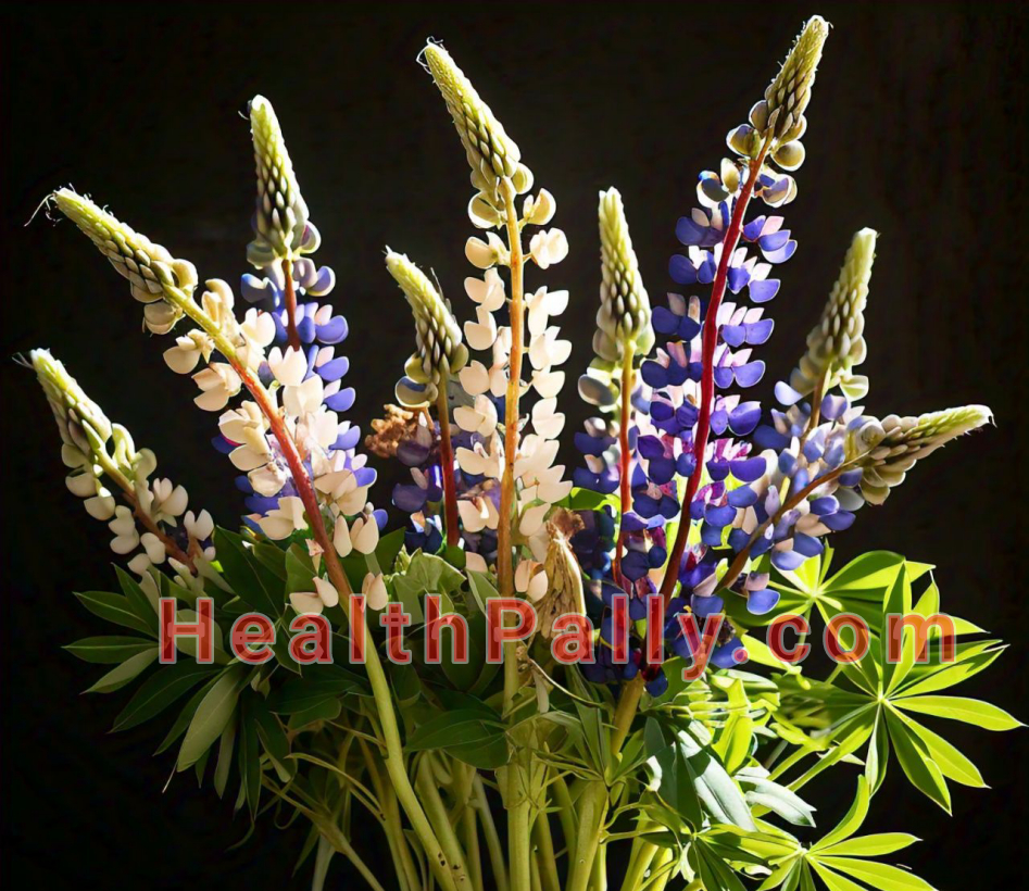 Lupine seeds oil nutrition and benefits